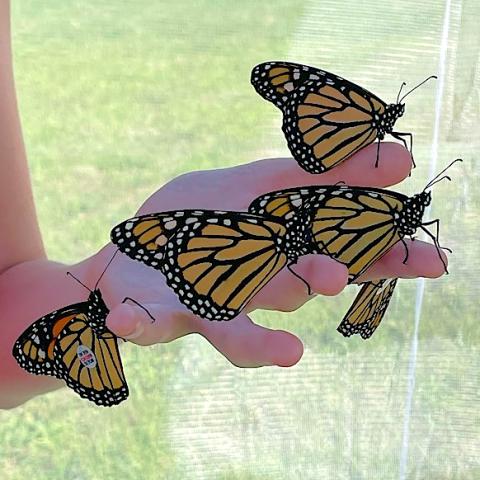 An open hand with five Monarch butterflies perched on the palm and fingers.