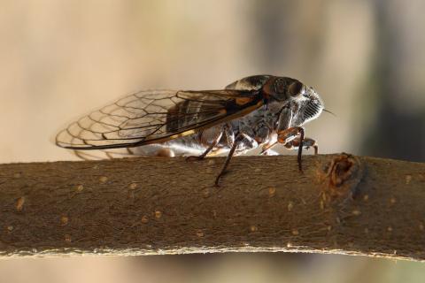 A close-up photo of a cicada on a tree branch
