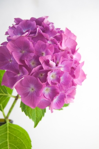 A close-up of a purple hydrangea flower.