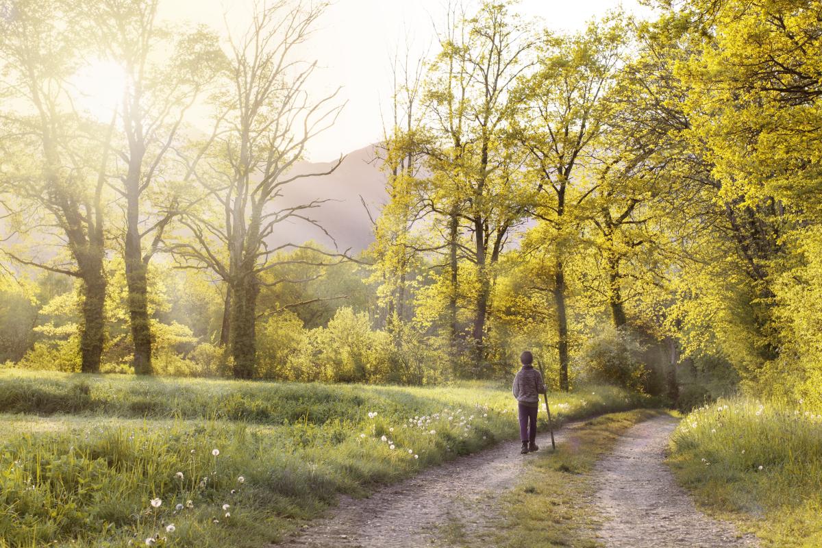 A lone hiker walking along a gravel trail in a sunlit forest.