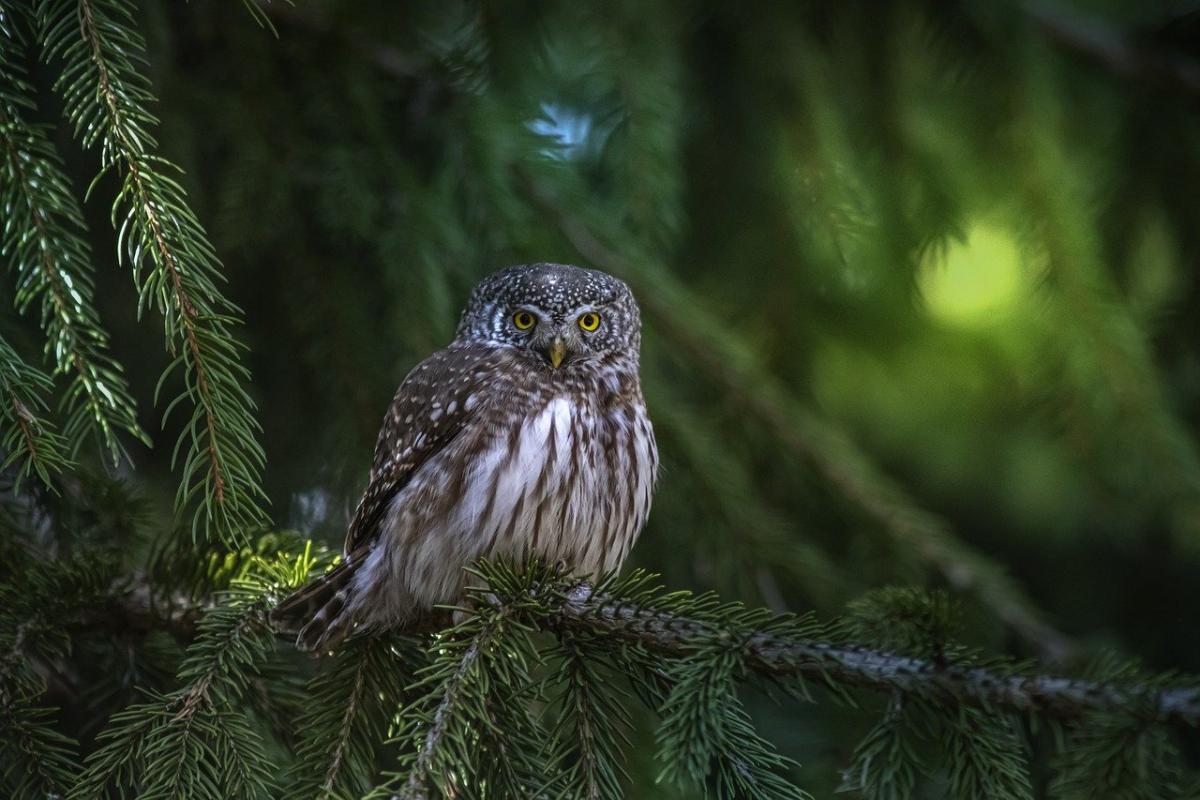 Picture of a pygmy owl in a tree