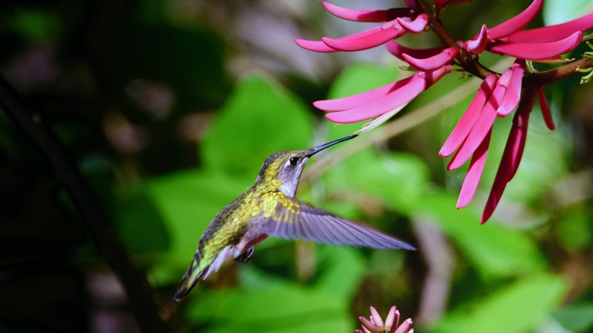 Green hummingbird mid-flight as it approaches a purple flower.